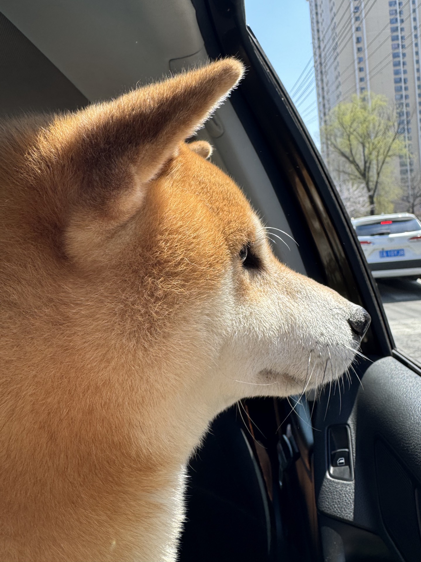【纯种赤柴弟弟找新家 · 辽宁同城自提